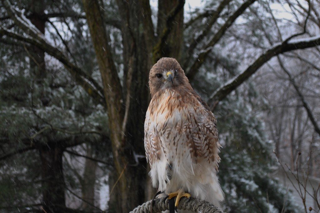 Day 346: Lazarus the Red Tail Hawk by jeanniec57