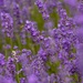 lavendar  by shepherdmanswife
