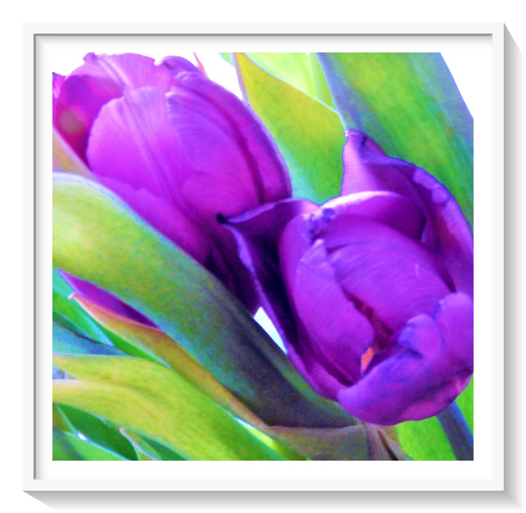 Purple Tulips  by beryl