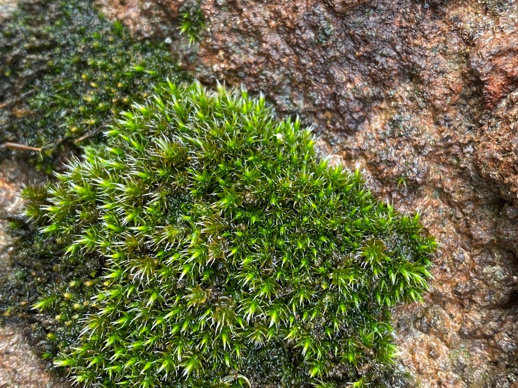 Tiny patch of moss by shutterbug49