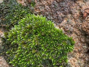 13th Dec 2019 - Tiny patch of moss