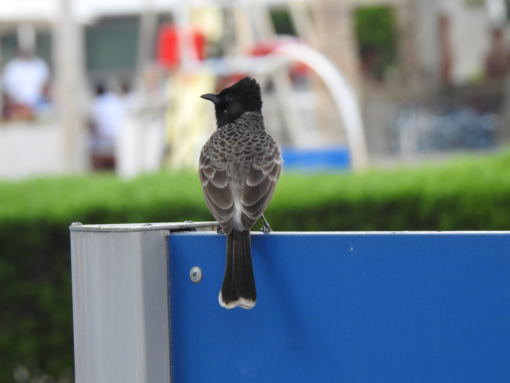  Unknown Bird in Abu Dhabi  by susiemc