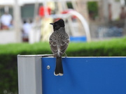 1st Nov 2019 -  Unknown Bird in Abu Dhabi 