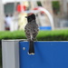  Unknown Bird in Abu Dhabi  by susiemc