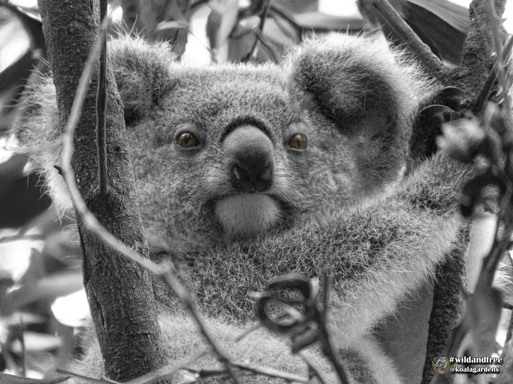 look into my eyes by koalagardens