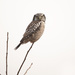 Northern Hawk Owl by fayefaye