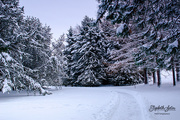 13th Dec 2019 - More winter wonderland