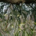 mistletoe on an espalier apple tree by quietpurplehaze