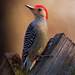 red-bellied woodpecker on a post by rminer