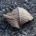 elm leaf by rminer