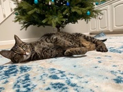 13th Dec 2019 - Best gift under the tree 