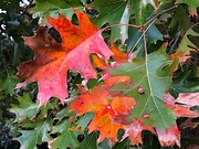 13th Dec 2019 - Shumard oak brilliant Autumn color