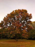13th Dec 2019 - Autumn colors, Shumard oak, Hampton Park, Charleston 