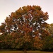 Autumn colors, Shumard oak, Hampton Park, Charleston  by congaree