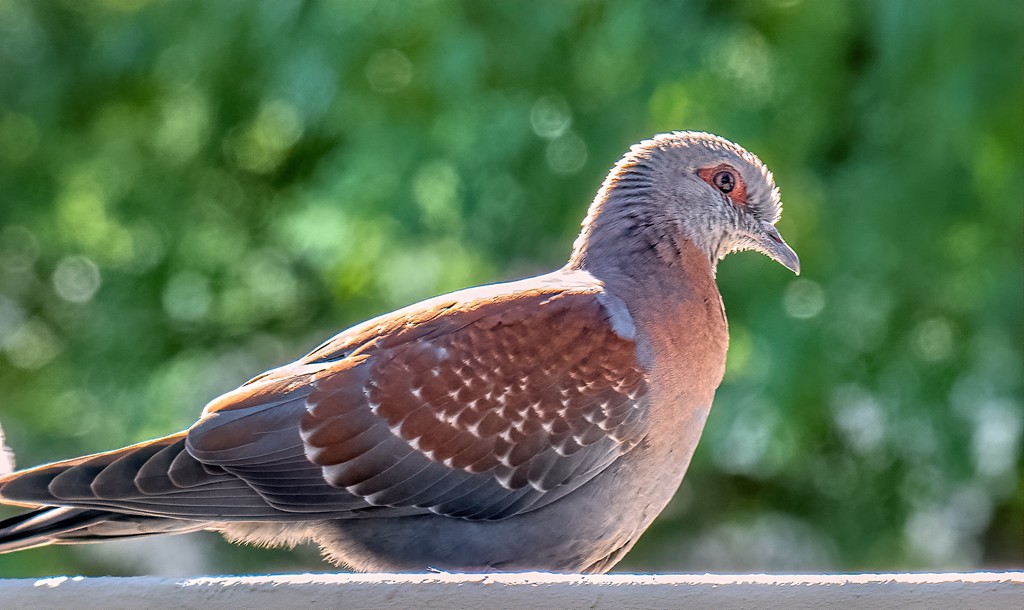 A Speckled Pigeon by ludwigsdiana