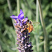 Honey Bee by rustymonkey