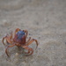 Crab by kgolab