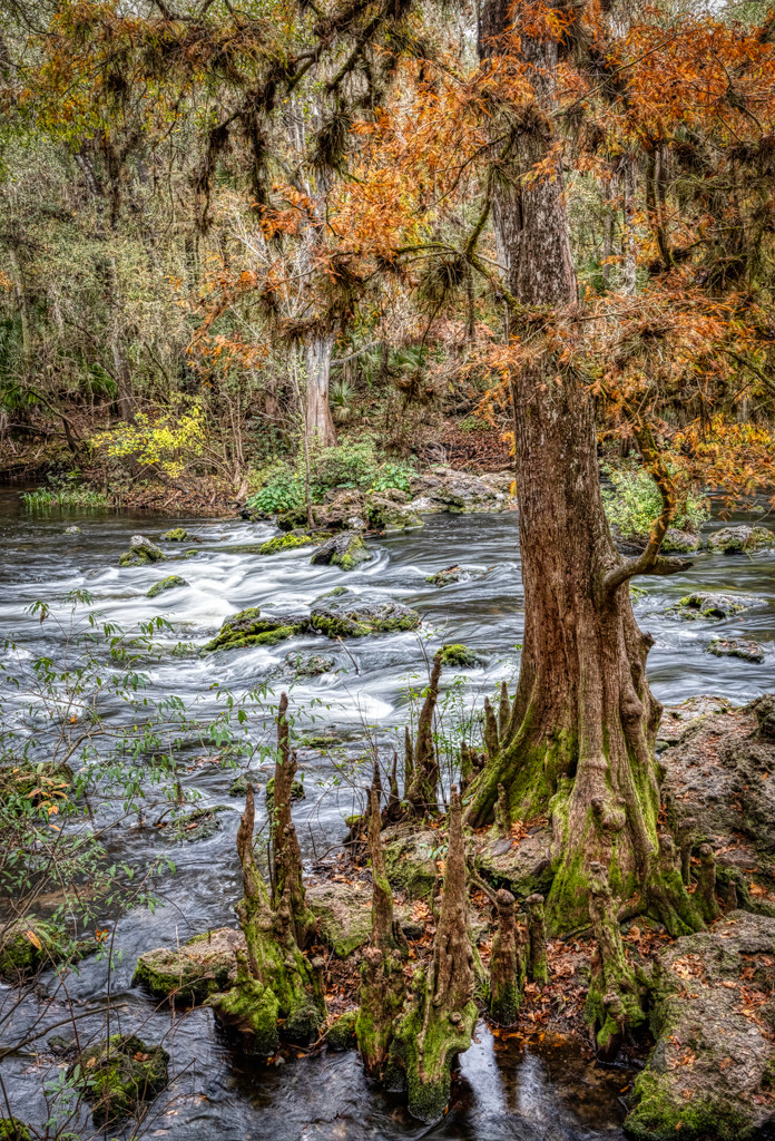 Cypress on Hillsborough River by kvphoto
