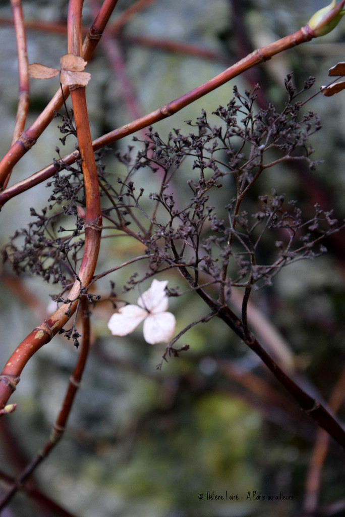 Hydrangea petiolaris by parisouailleurs