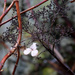 Hydrangea petiolaris by parisouailleurs