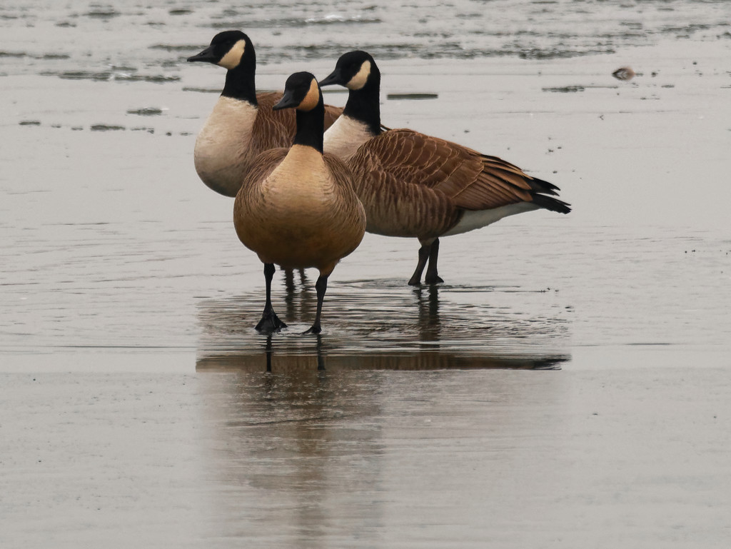 Canada geese trio by rminer