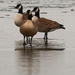 Canada geese trio by rminer