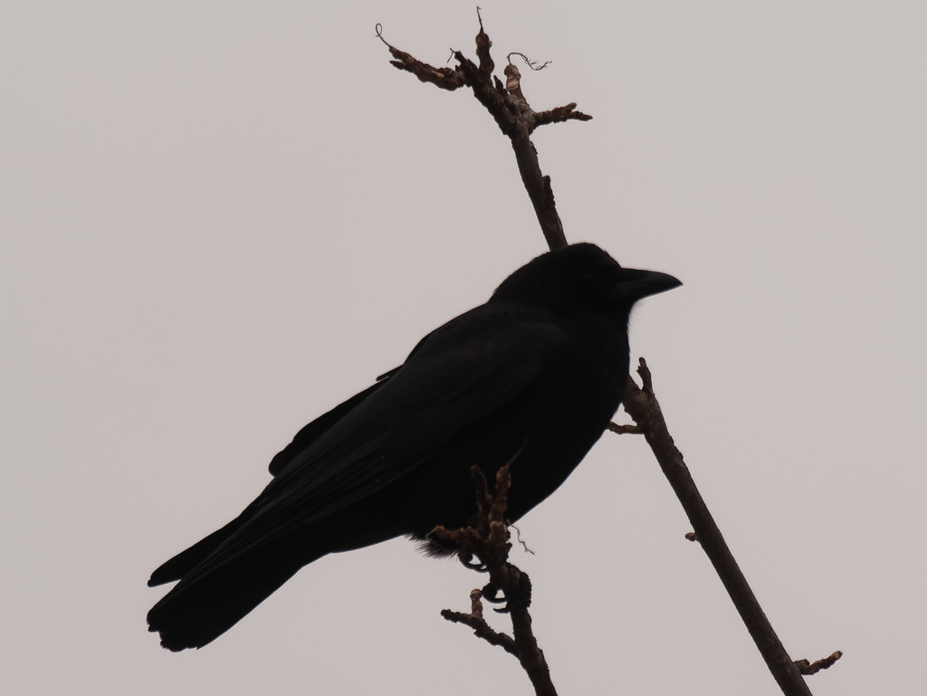 crow closeup by rminer