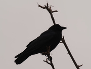 14th Dec 2019 - crow closeup