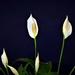 Peace Lily On Black ~   by happysnaps