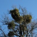 mistletoe growing in balls high up on a tree by quietpurplehaze