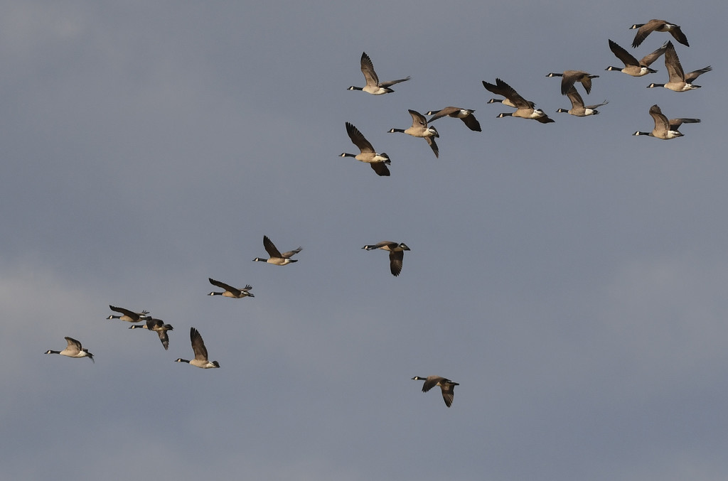 Geese Fly Over My House by kareenking