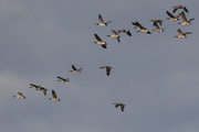 13th Dec 2019 - Geese Fly Over My House