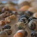 Shells by kgolab