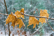 14th Dec 2019 - Maple Leaves in a Snow Storm