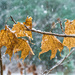 Maple Leaves in a Snow Storm by mgmurray