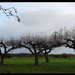 apple orchard revisited by gijsje