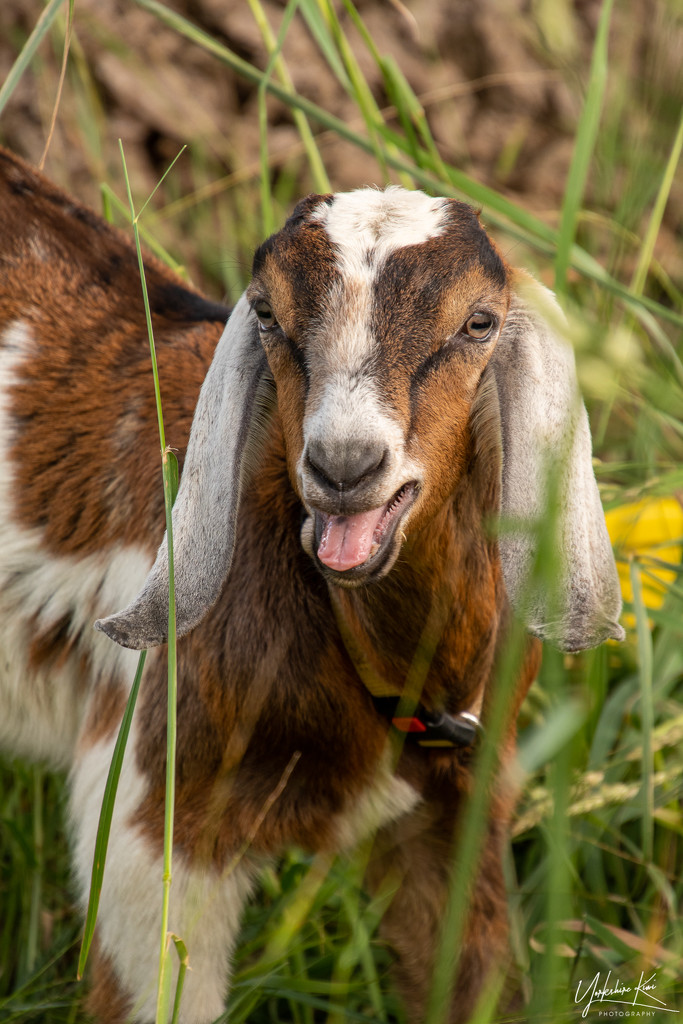 Goat by yorkshirekiwi