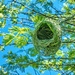 Weaver nest by ludwigsdiana