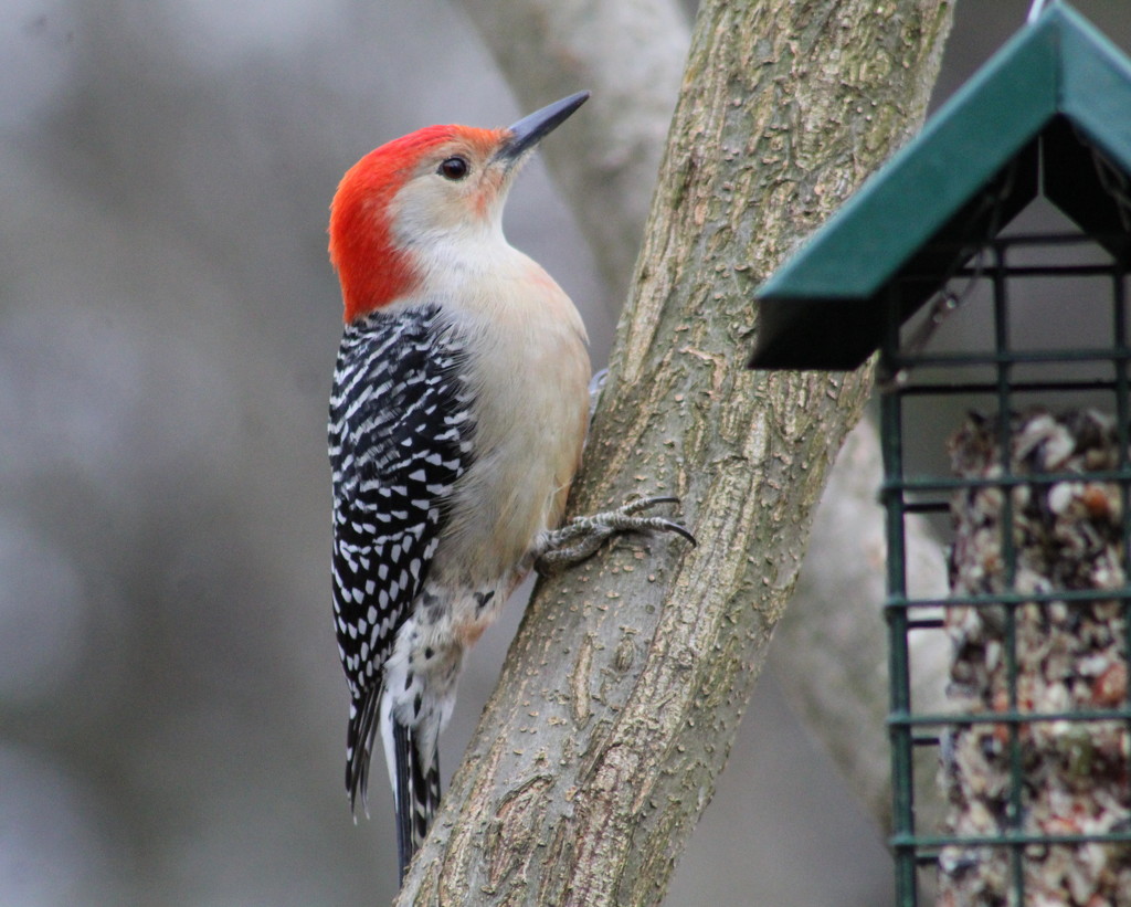My Favorite Woodpecker by cjwhite