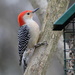 My Favorite Woodpecker by cjwhite