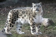 7th Dec 2019 - Snow Leopard