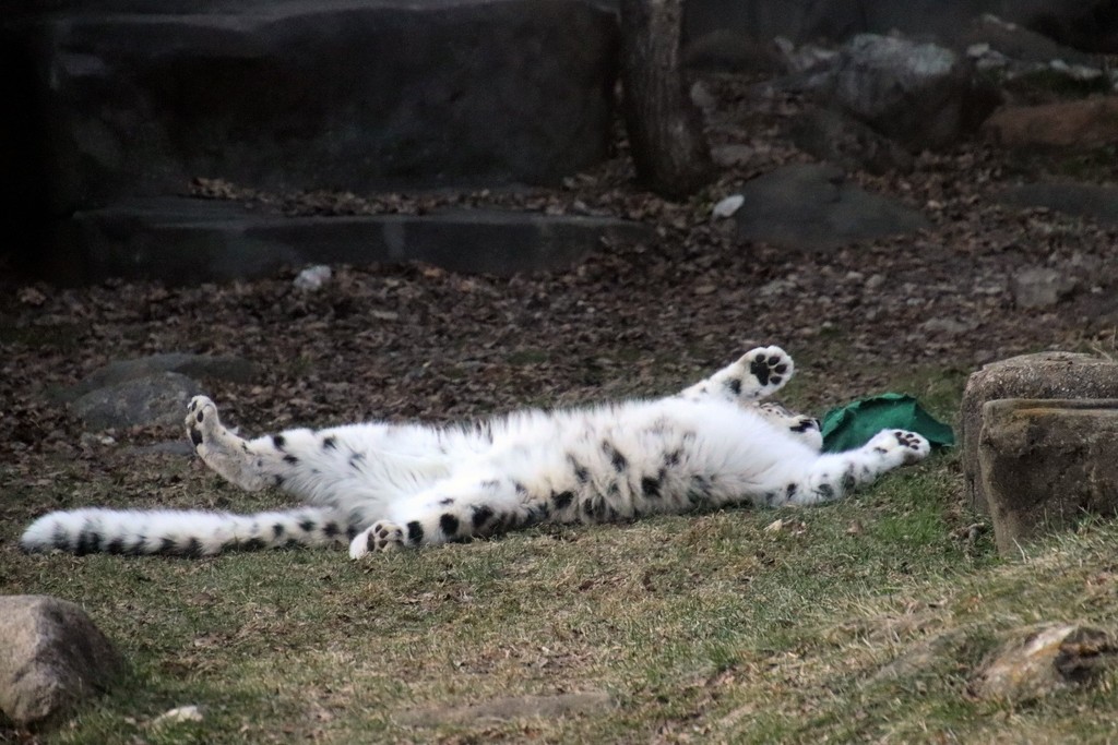 Playful Snow Leopard by randy23