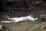 8th Dec 2019 - Playful Snow Leopard