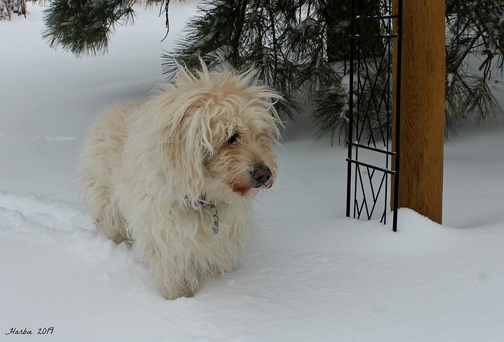 Ivy Loves the Snow! by harbie