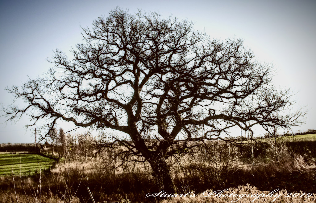 Branching out by stuart46
