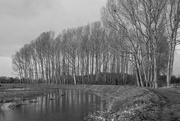 15th Dec 2019 - Trees by the river