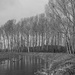 Trees by the river by leonbuys83