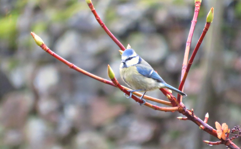 Blue Tit  by countrylassie