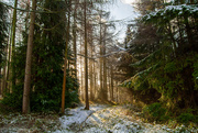 15th Dec 2019 - Winter Forest