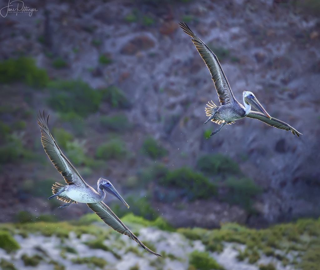 Two Pelicans Flying by jgpittenger